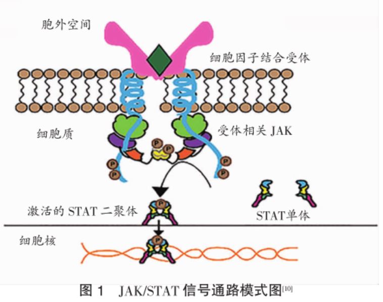 托法替尼治疗白癜风最新进展研究综述