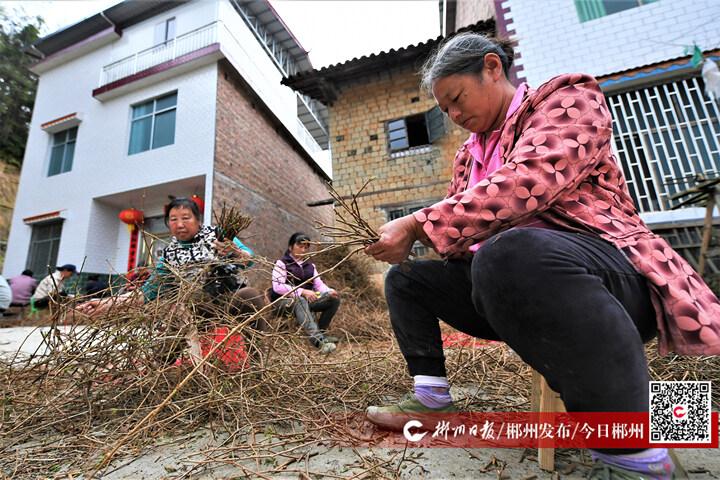 水南农场新项目，现代农业发展的典范引领者