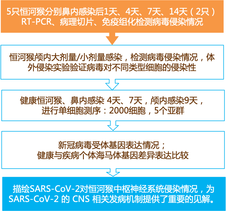 新奥正版免费资料大全,实地解答解释定义_XT81.10