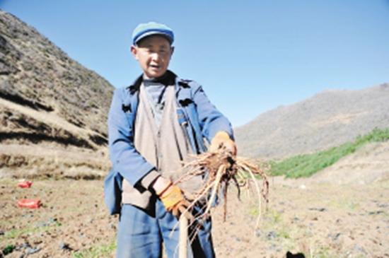 康美村典范项目，引领乡村发展新篇章