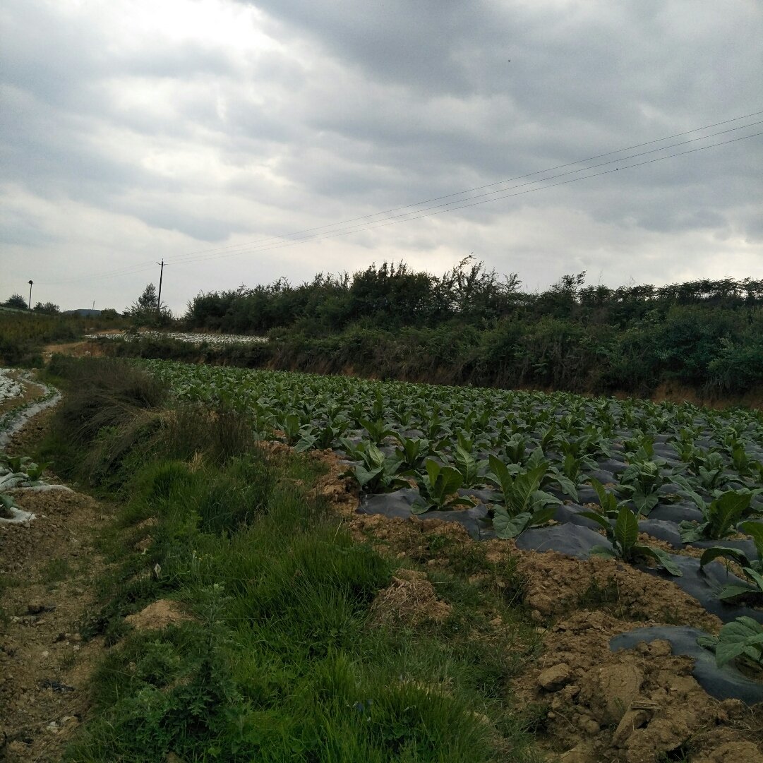 龙市乡天气预报更新通知